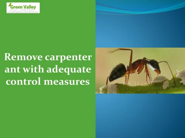 Remove carpenter ant with adequate control measures
