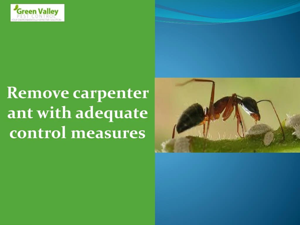remove carpenter ant with adequate control