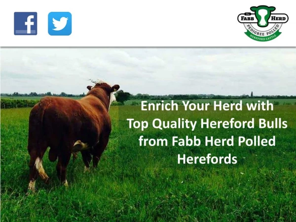 Enrich Your Herd with Top Quality Hereford Bulls from Fabb Herd Polled Herefords