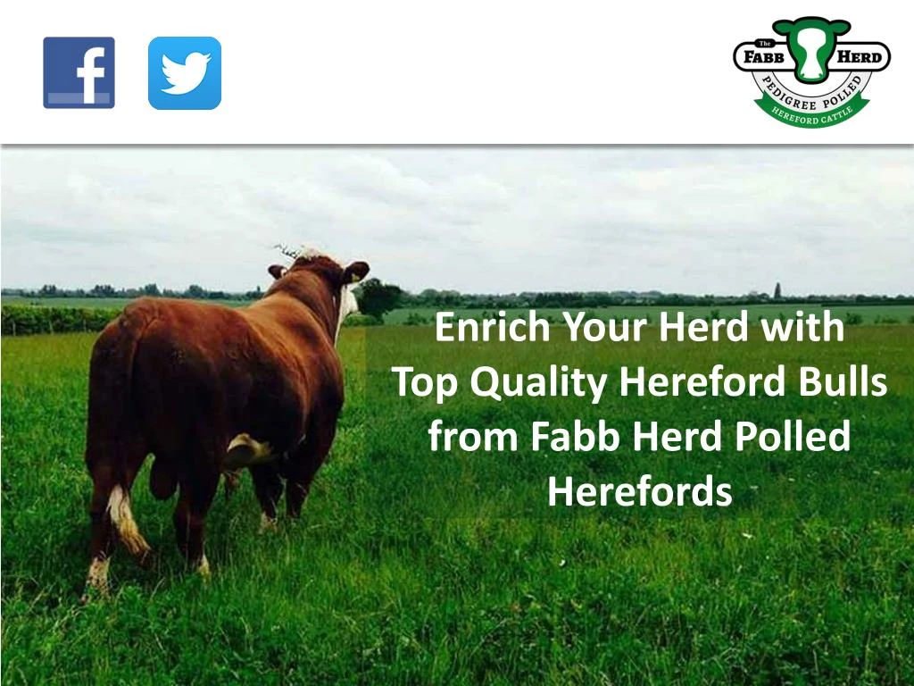 enrich your herd with top quality hereford bulls