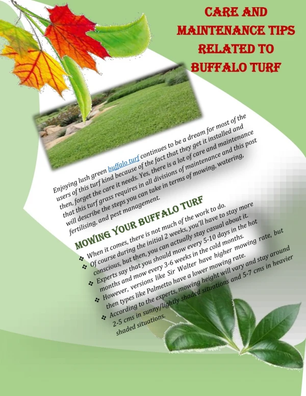 Care And Maintenance Tips Related To Buffalo Turf