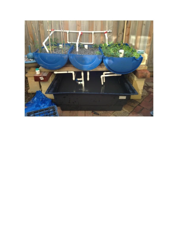 Aquaponics Education, Aquaponics Diy, How To Aquaponics, Aquaponic Tilapia, Uvi Aquaponics