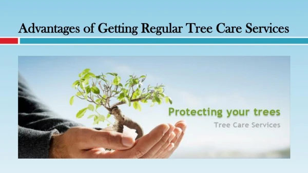 Advantages of Getting Regular Tree Care Services