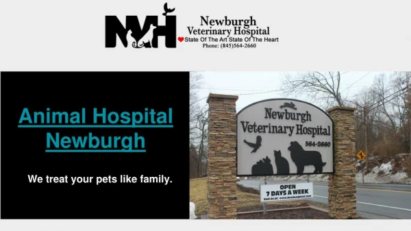 Best Animal Hospital in Newburgh