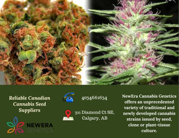 Find Best Canadian Cannabis Seed Supplier