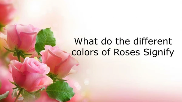 Significance of roses colors