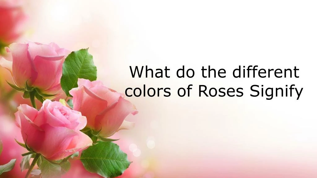 what do the different colors of roses signify