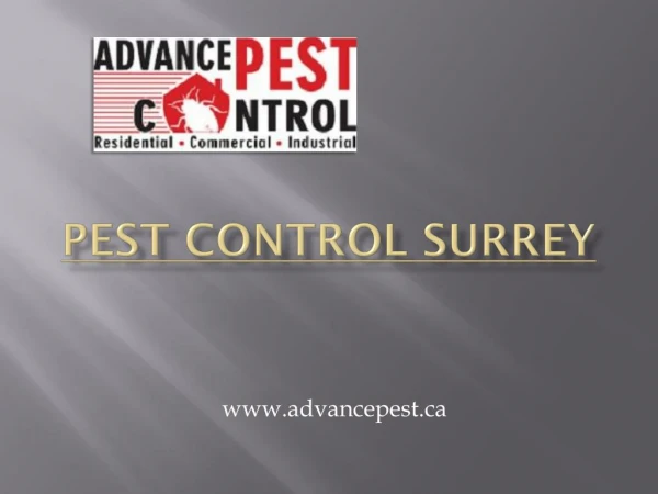 Pest Control Surrey