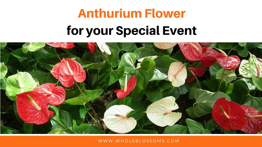 anthurium flower for your special event
