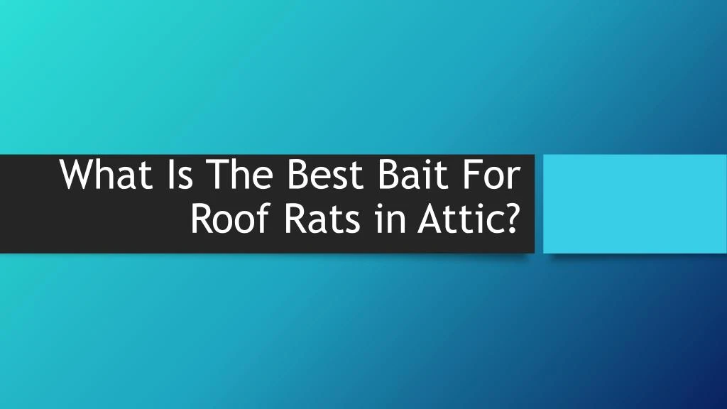 what is the best bait for roof rats in attic