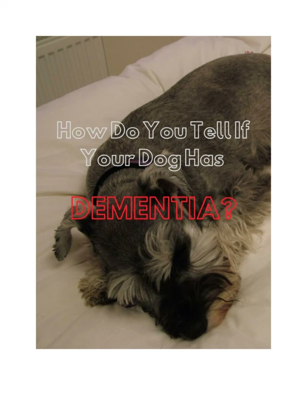 WHAT IS DEMENTIA IN DOGS