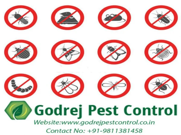 Affordable Services Pest Control Faridabad