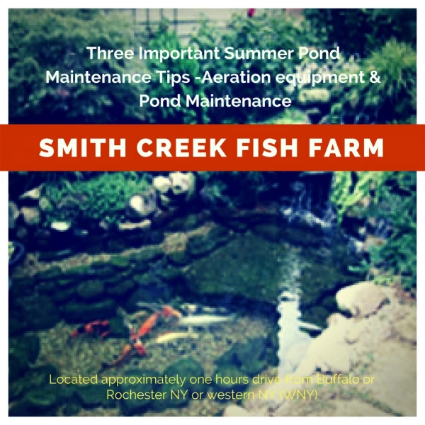 Three Important Summer Pond Maintenance Tips -Aeration equipment & Pond Maintenance