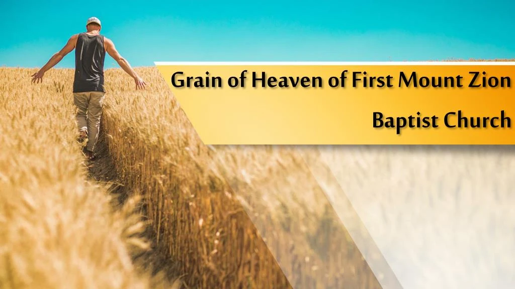 grain of heaven of first mount zion baptist church