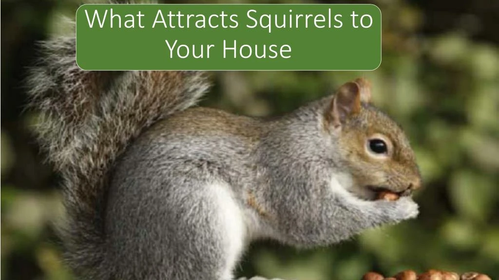 what attracts squirrels to your house