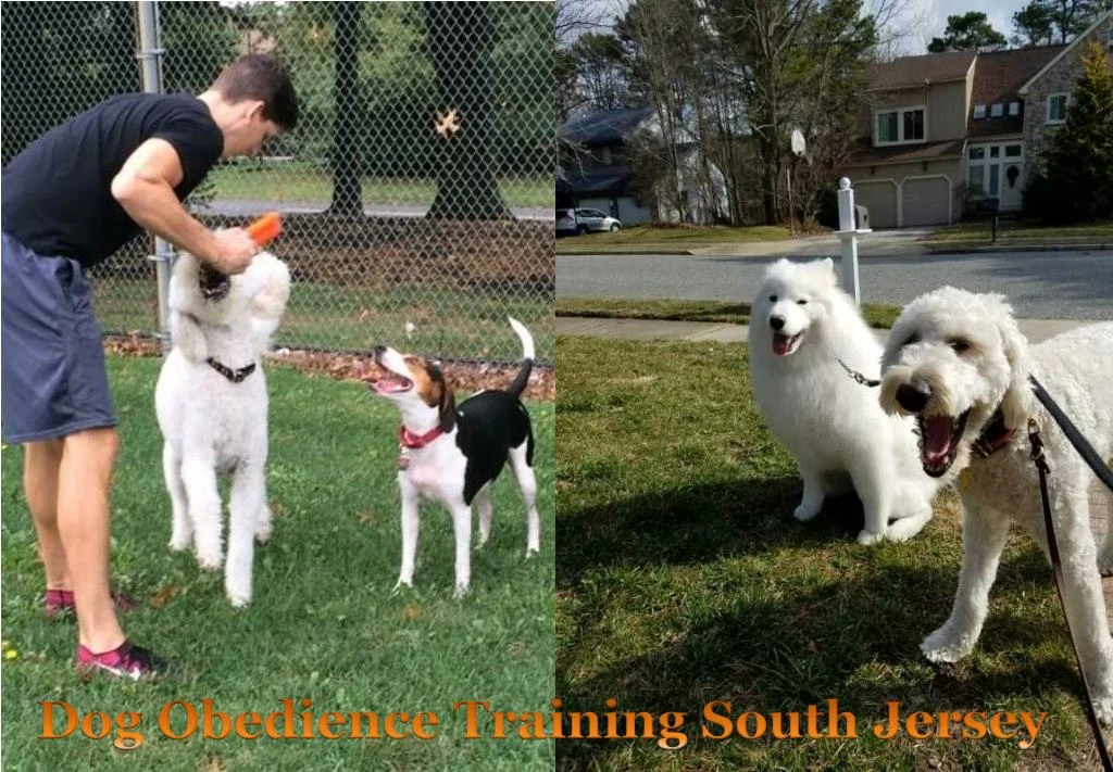 dog obedience training south jersey