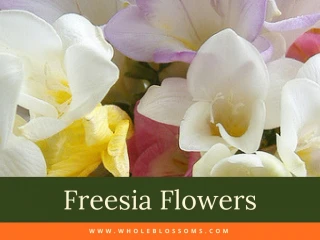 Freesia flowers - most fragrant flower in the world - slide 1
