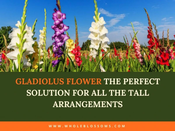 Gladiolus Flower the perfect solution for all the tall arrangements