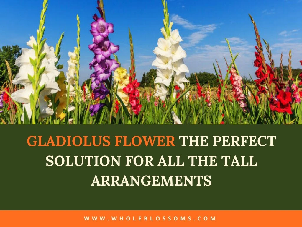 gladiolus flower the perfect solution