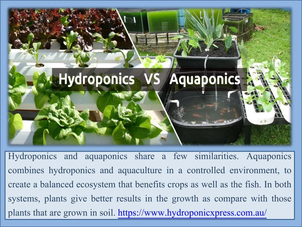 hydroponics and aquaponics share