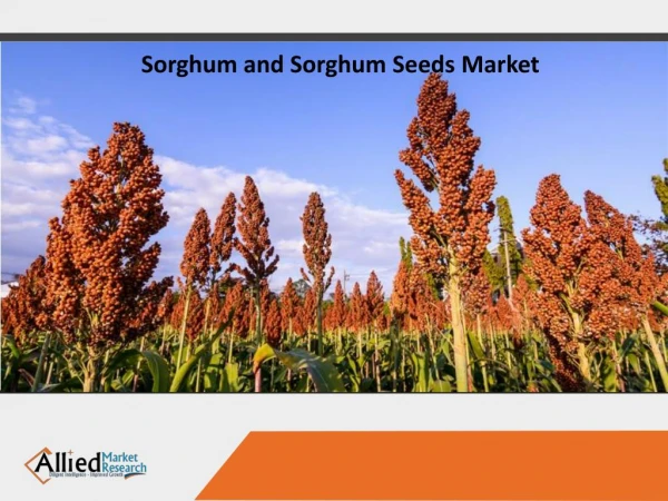 Sorghum and Sorghum Seeds Market Anticipated to Reach $10,591 Million by 2023