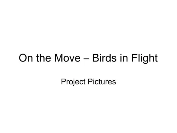 On the Move Birds in Flight