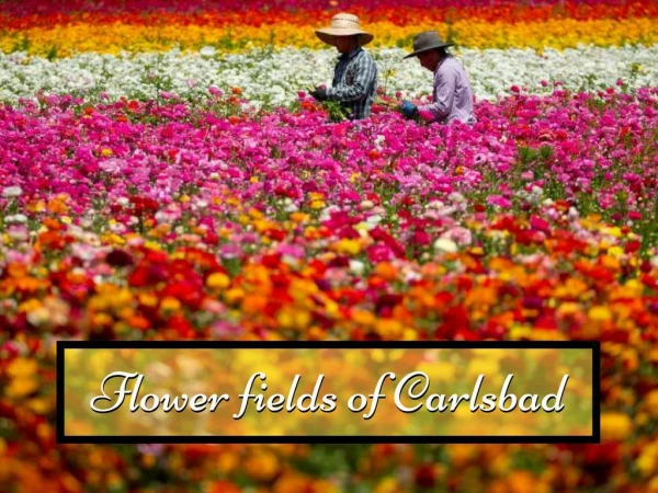 Flower fields of Carlsbad
