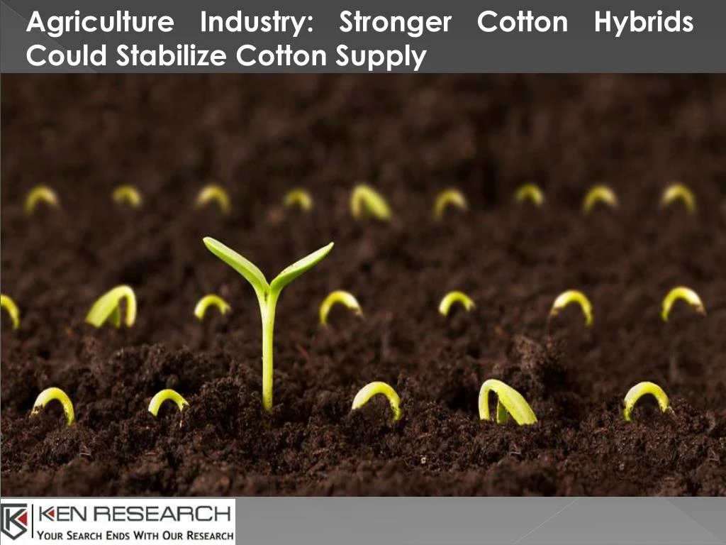 agriculture industry stronger cotton hybrids