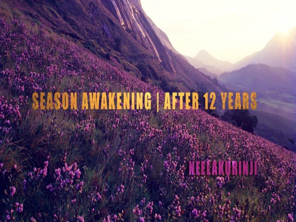 Season Awakening | After 12 Years - Neelakurinji