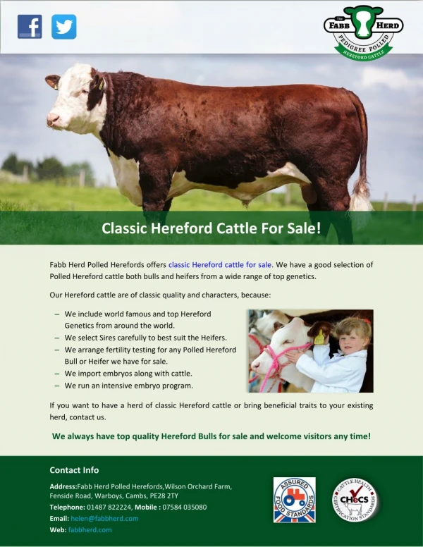 Classic Hereford Cattle For Sale!