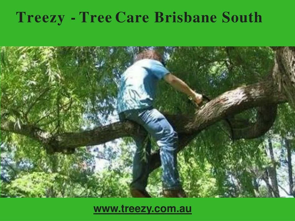 treezy tree care brisbane south