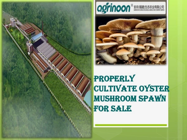 Properly Cultivate Oyster Mushroom Spawn For Sale
