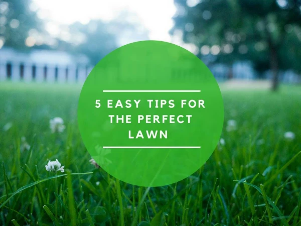 5 Easy Tips for the Perfect Lawn