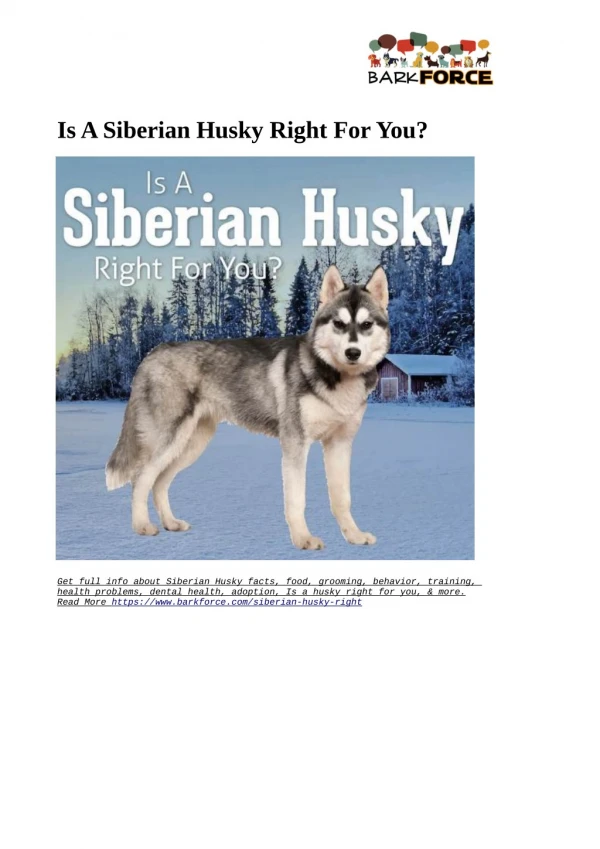 Is a Siberian Husky Right for You