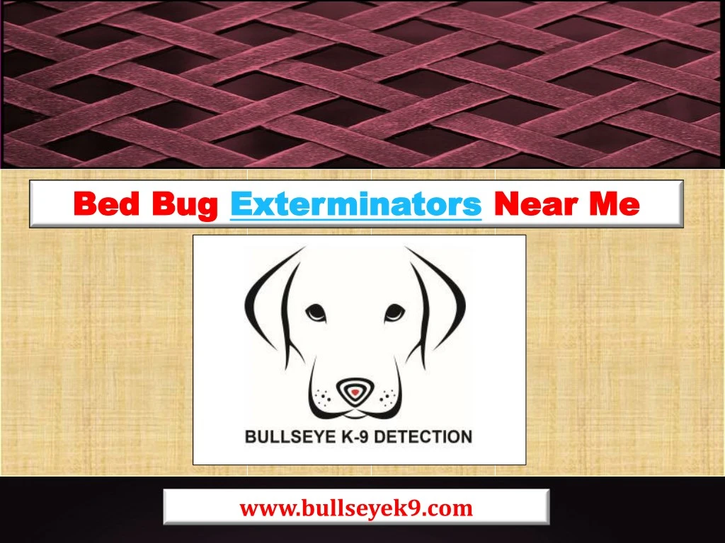 bed bug bed bug exterminators exterminators near