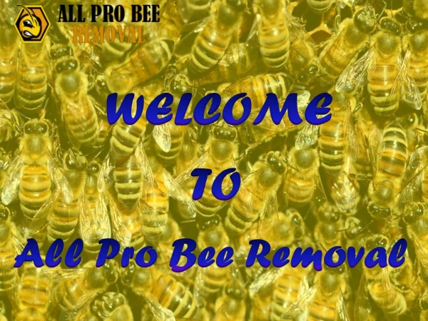 AllPro Bee Removal