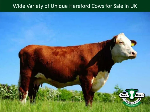 Wide Variety of Unique Hereford Cows for Sale in UK