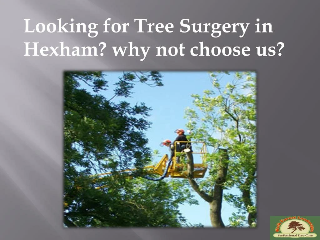 looking for tree surgery in hexham why not choose
