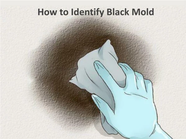 How to Identify Black Mold by Carolina Water Damage Restoration