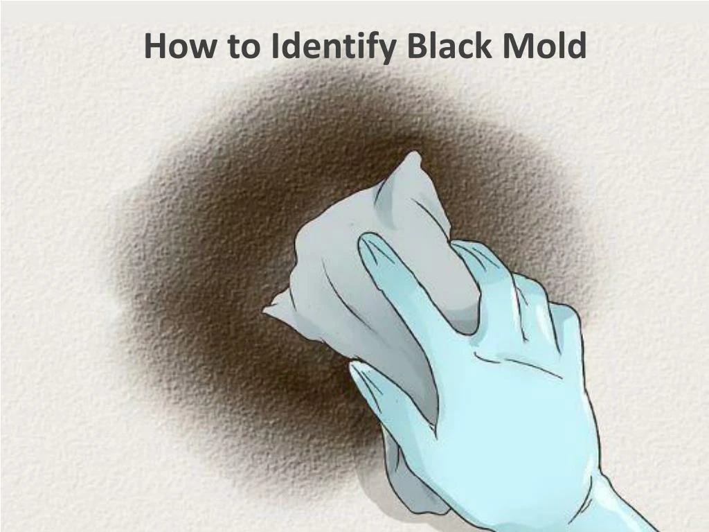 how to identify black mold