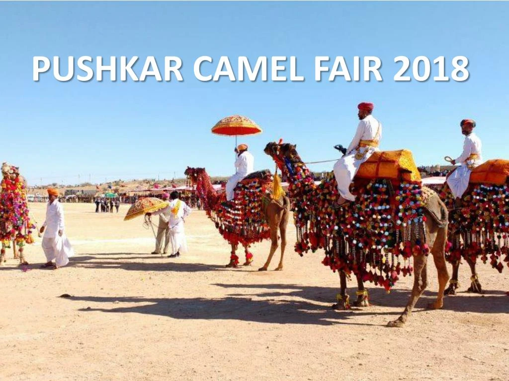 pushkar camel fair 2018