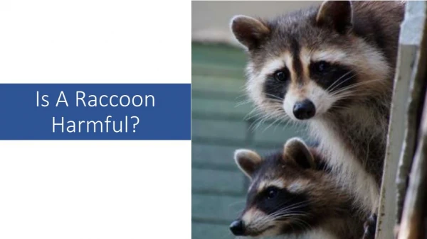 Is A Raccoon Harmful?
