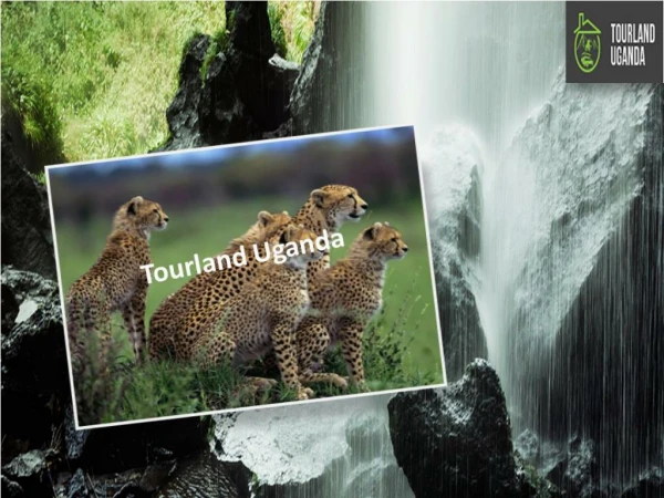 Experience the incredible thrill of 12 Day Northern Uganda Safari