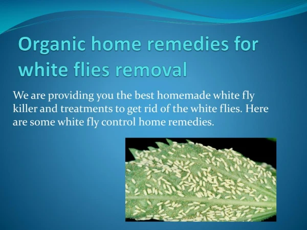 ORGANIC HOME REMEDIES FOR WHITE FLIES REMOVAL