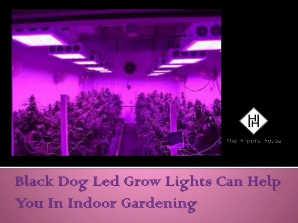 Black Dog Led Grow Lights Can Help You In Indoor Gardening