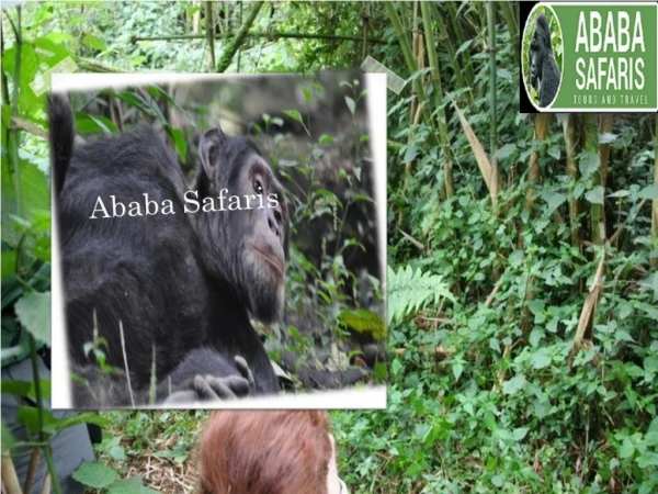 Why you should take Chimpanzee Trekking Safari?