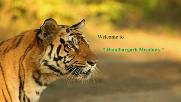 Bandhavgarh Meadows is the best Wildlife Resort in Bandhvagarh national park