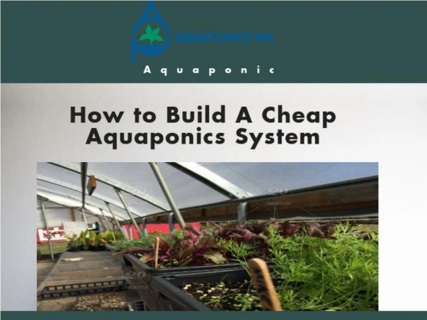 How to Build Cheap Aquaponic System
