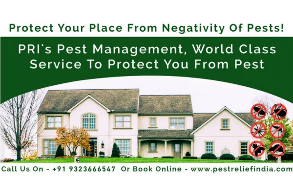 Pest Management Services to Protect you and Your Family