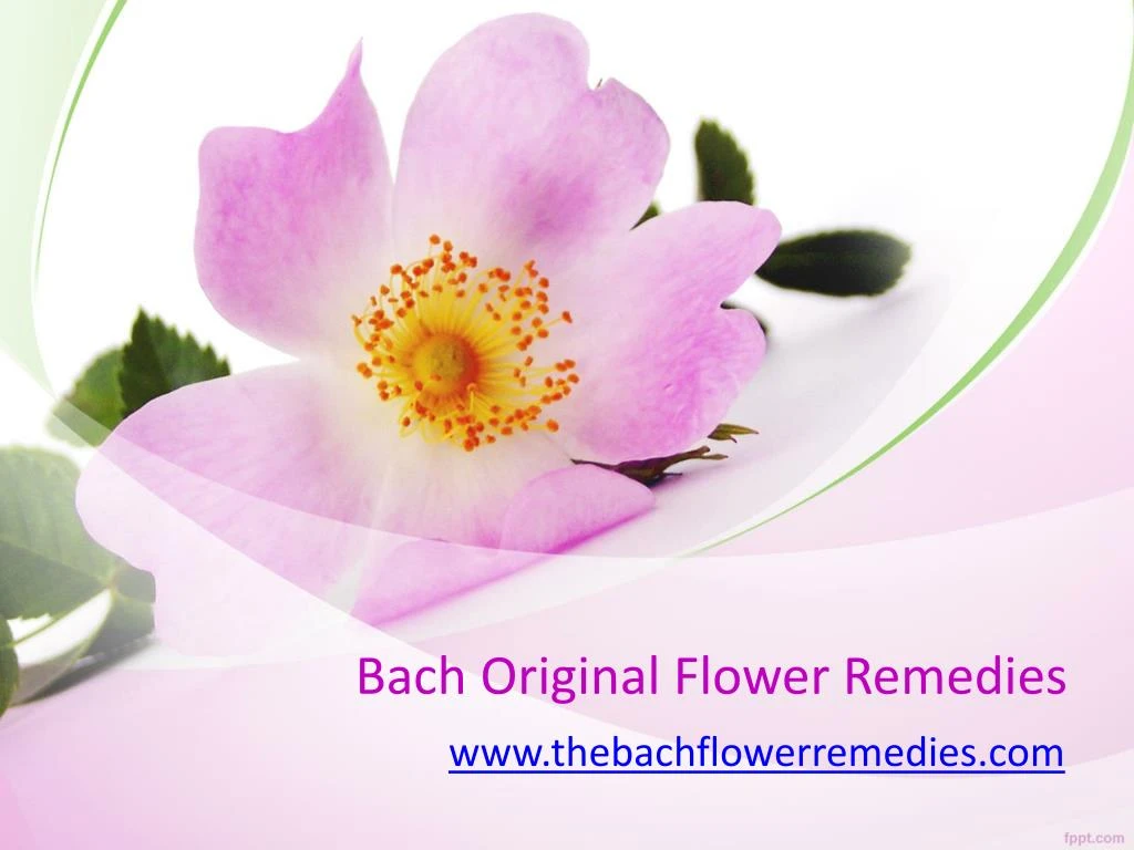 bach original flower remedies